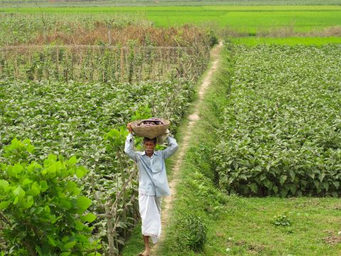 Man walking through field carrying harvested foods in basket
