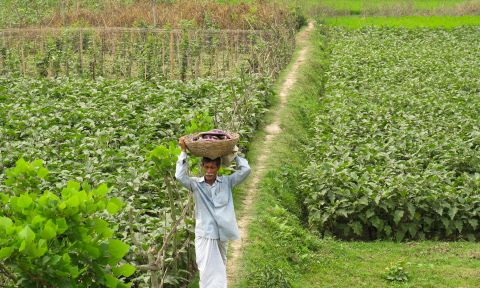 Man walking through field carrying harvested foods in basket
