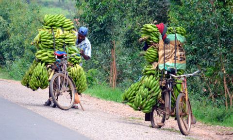 Farmers transporting bananas to market in rural Rwanda