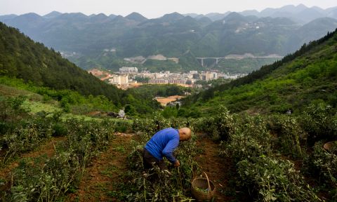 A farmer picks beans in fields overlooking Wuxi, the fast growing city that was formerly known as White Horse Village.