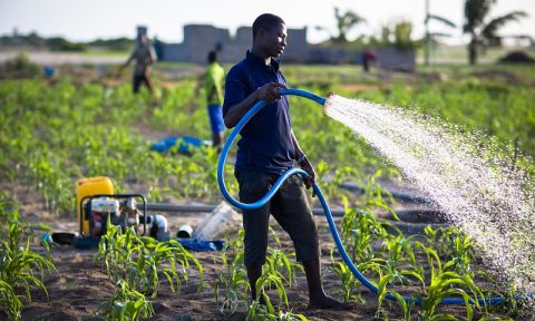 Man irrigating the field in Ghana