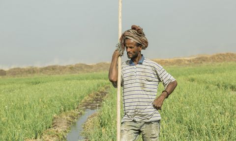 Man working in an onion farm in Ethiopia