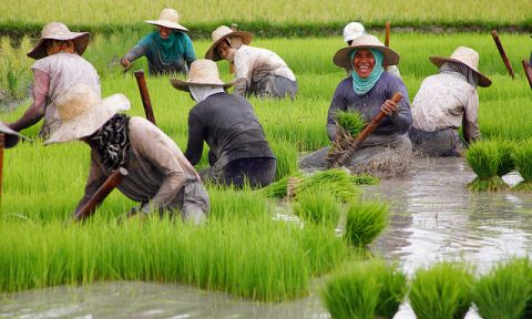 The rice harvest in Nueva Vizcaya, Philippines