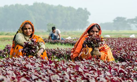 Two women collect leafy vegetables in Khulna, Bangladesh, 2014