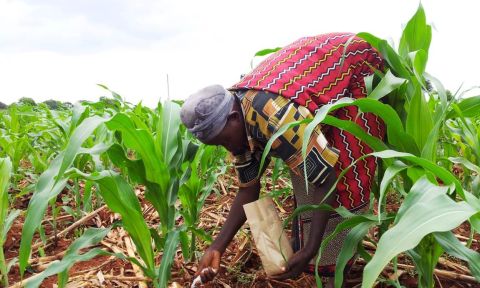 Woman fertilizing maize crop in Kenya