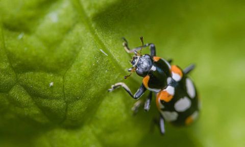 Eriopis connexa, a species of ladybird beetle used in biocontrol