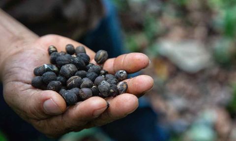 Coffee beans in man's hand, blurred outdoor background