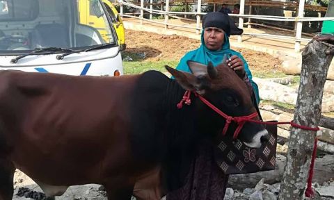 Woman with brown cow