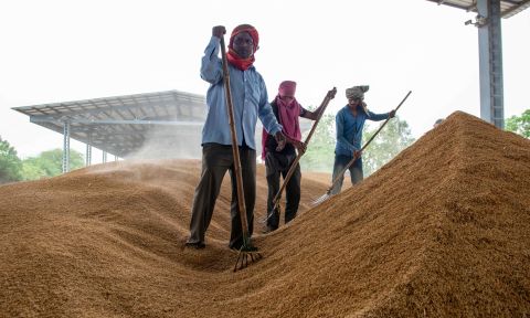 Workers stand with rakes on a large mount of rice grains