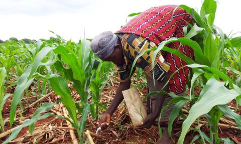 Woman holding paper bag in one hand spreads fertilizer with other in maize field