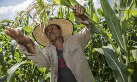Man wearing sun hat holding stalk of maize plant 