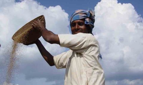 Man holds raised basket with millet spilling out