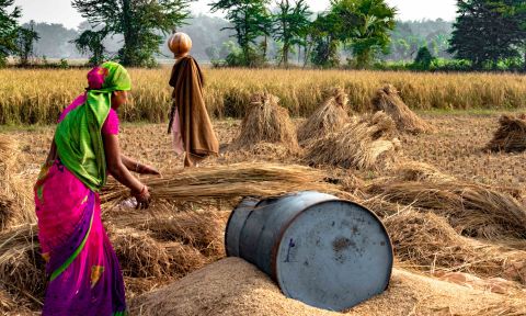 Woman wearing saree threshes stalks of wheat over a barrel in wheat field