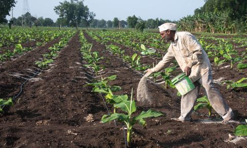 A farmer in Maharashtra, India fertilizes banana plants
