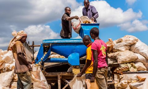 farm workers process maize husks in Kenya