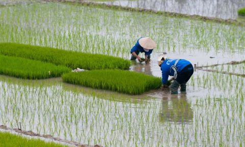 Two farmers work in a rice paddy