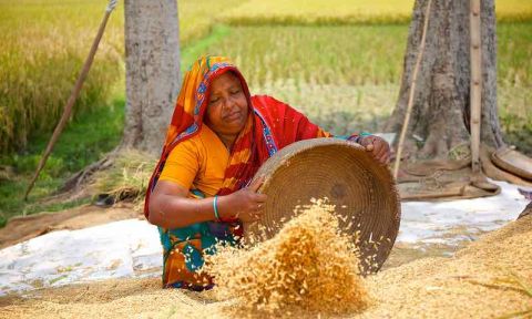 Woman with red head scarf pours rice from wooden bowl onto pile
