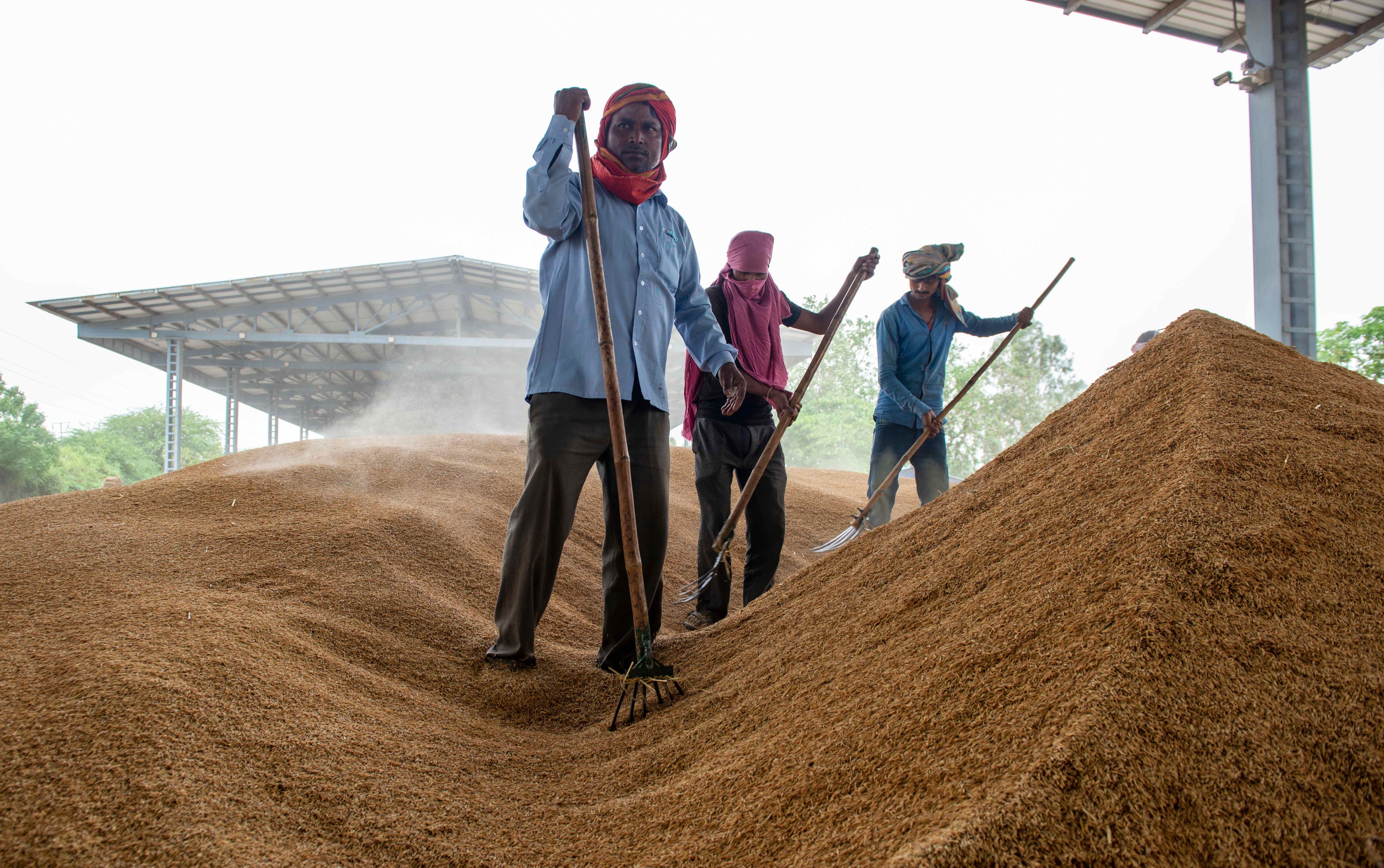 Traders hike rice prices as India orders export halt