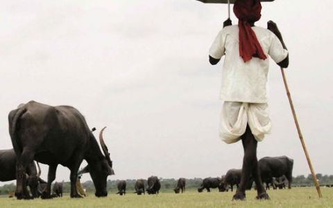 Can creation of a separate Indian Ministry of Animal Husbandry, Dairying,  and Fisheries bring fresh momentum in growth? | IFPRI : International Food  Policy Research Institute