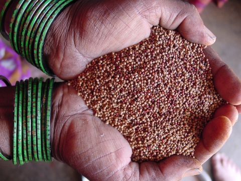Millet seeds, India