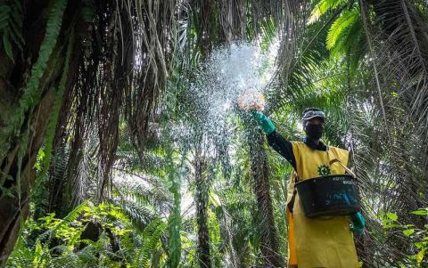 worker spreads fertilizer on palm trees