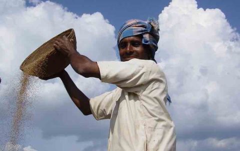 Man holds raised basket with millet spilling out