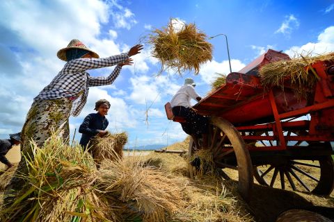 Farmers toss rice straw bundles into cart