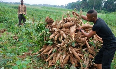 Harvesting vitamin A cassava in Nigeria. 