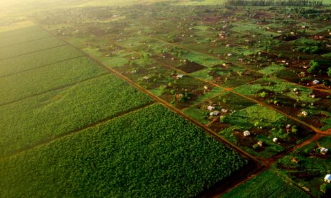 Aerial view of Bananalandia, where, one Hour north of Maputo 1,200 hectares of bananas are being grown for export.