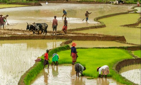 Rice farmers working on rice terrace fields in central Madagascar.