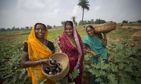 Three women stand together during a harvest.