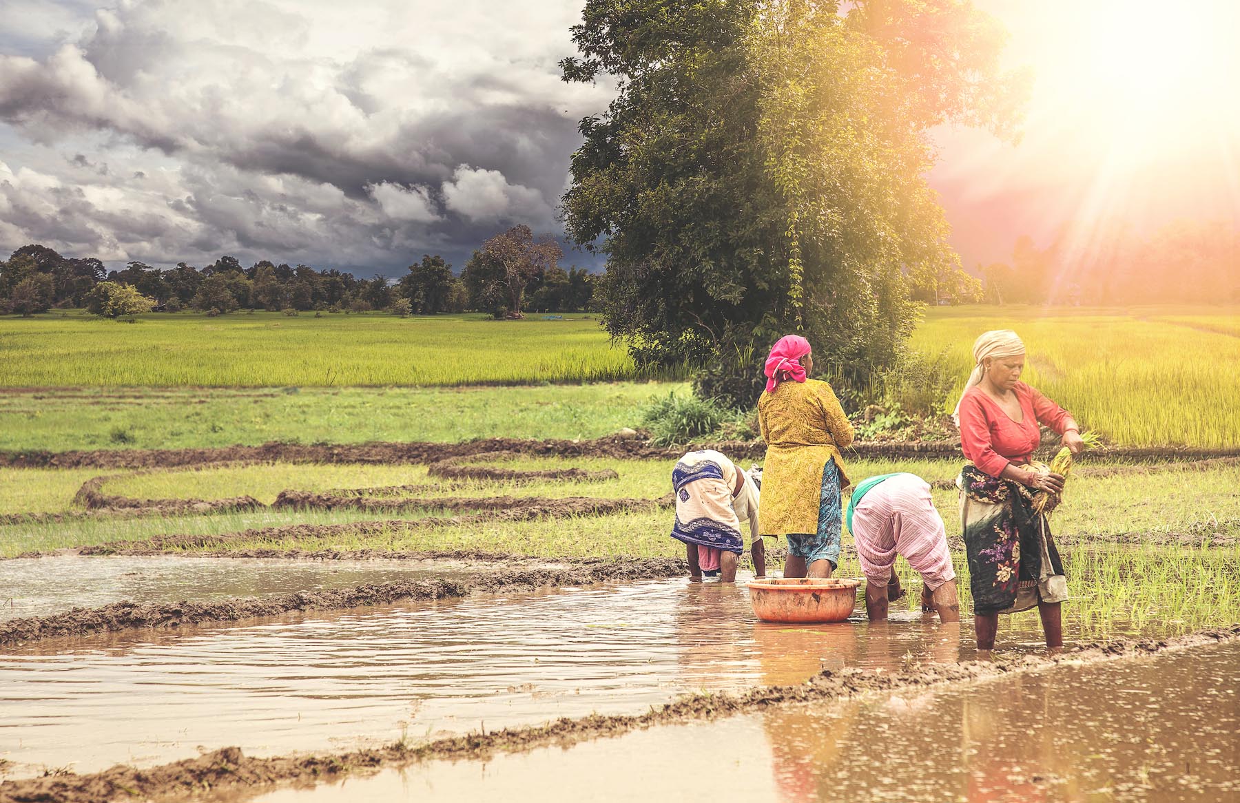 Group of Indian village woman farmers working in a paddy field during monsoon season