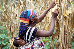 aflatoxin_240