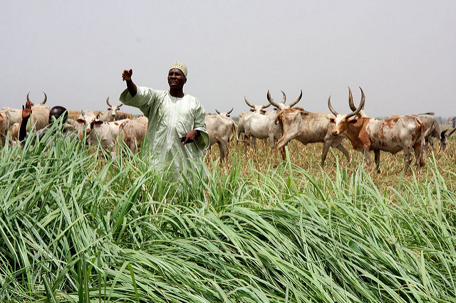 lake_chad_herdsman