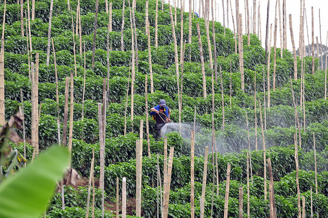 colombia_coffee_farm