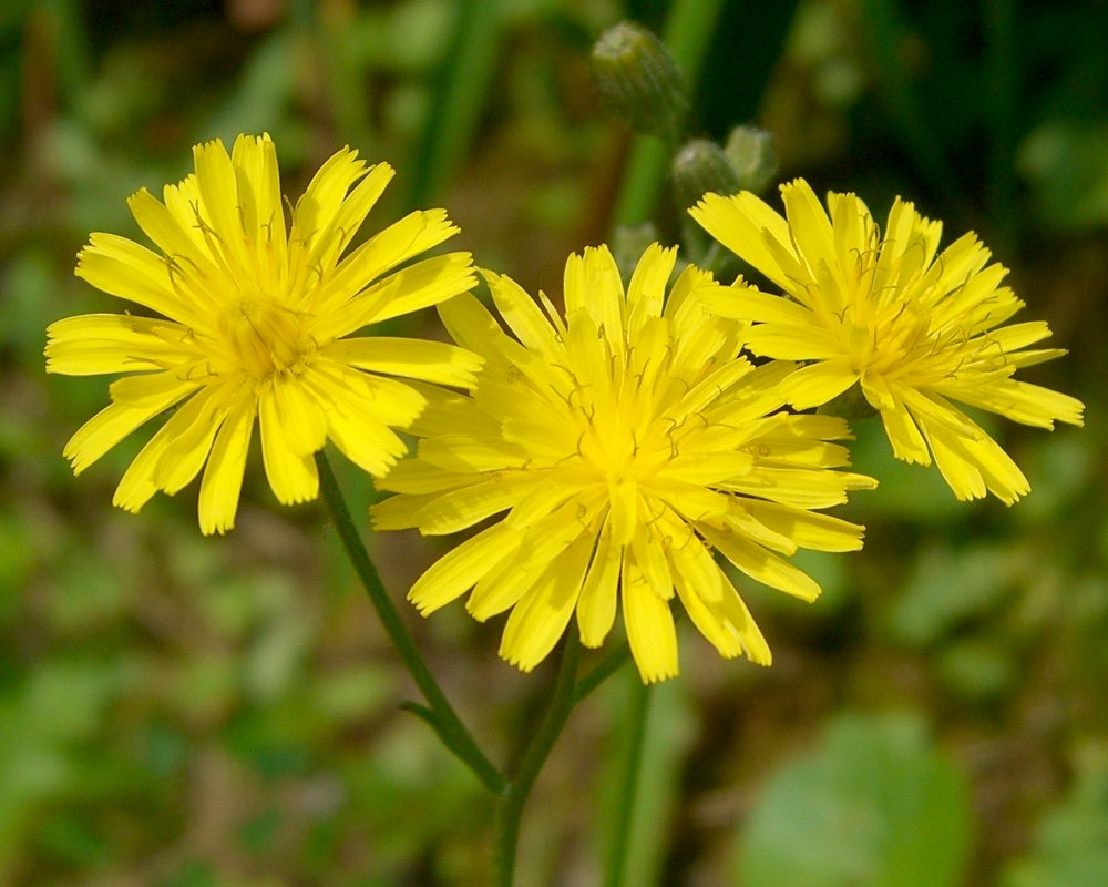 smooth_hawksbeard_1047592171
