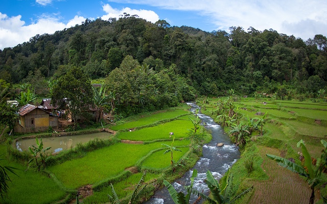 java_forest