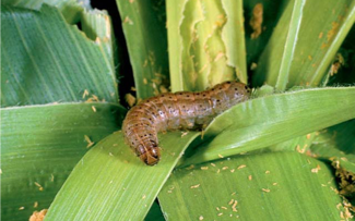fall_armyworm