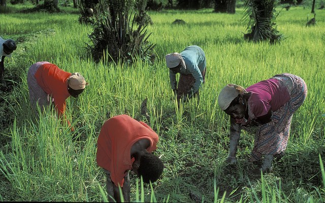 women_field_ghana