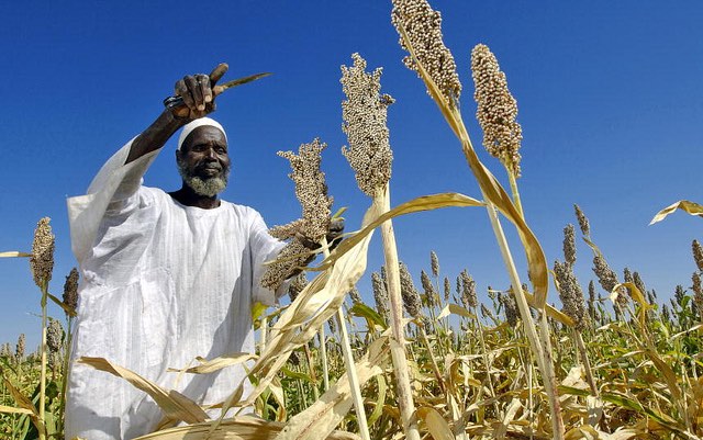 sorghum