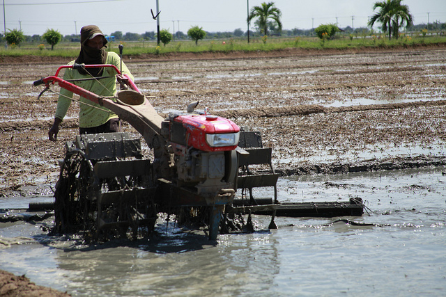 farmer_tilling_rice_field