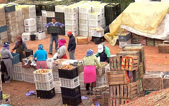 morocco_apples