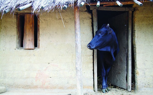 malawi_cow