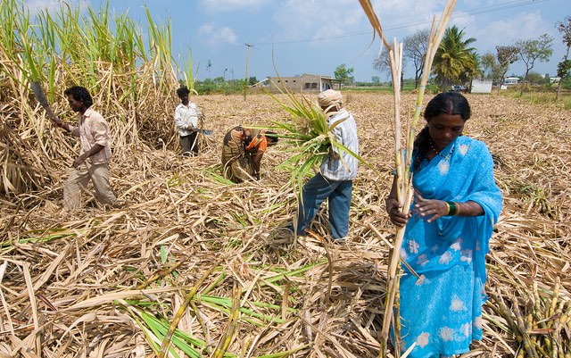 india_sugar_harvest