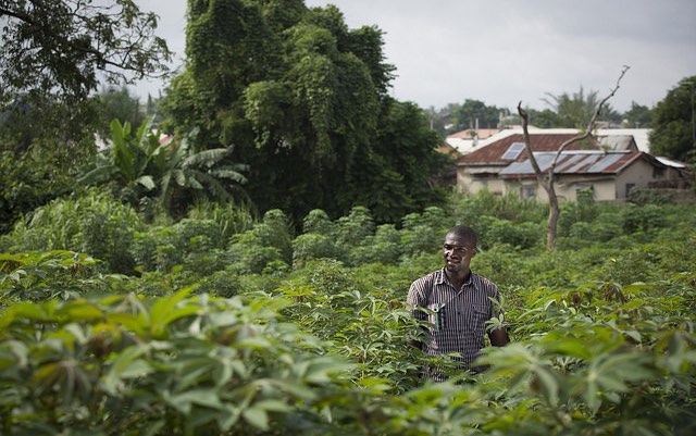 nigeria_cassava
