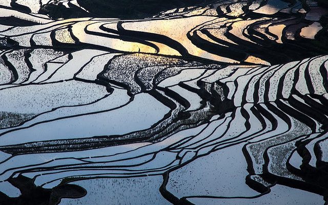 rice_fields_dawn