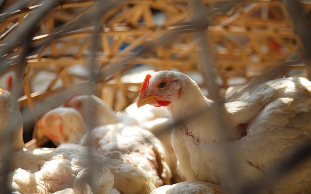 chickens_india