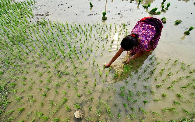 nepal_rice