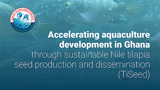 Ghana Tilapia Seed