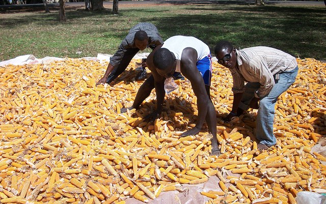 maize_afla